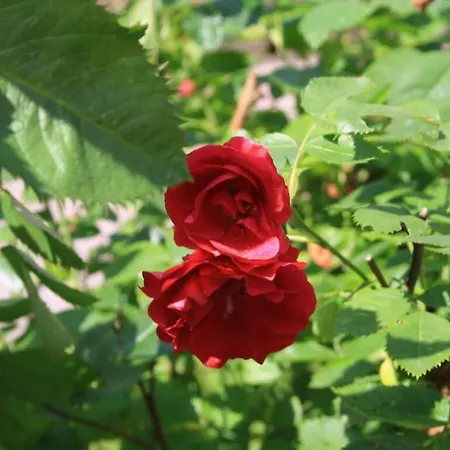 Antonia Comfortable Semesterbostad *