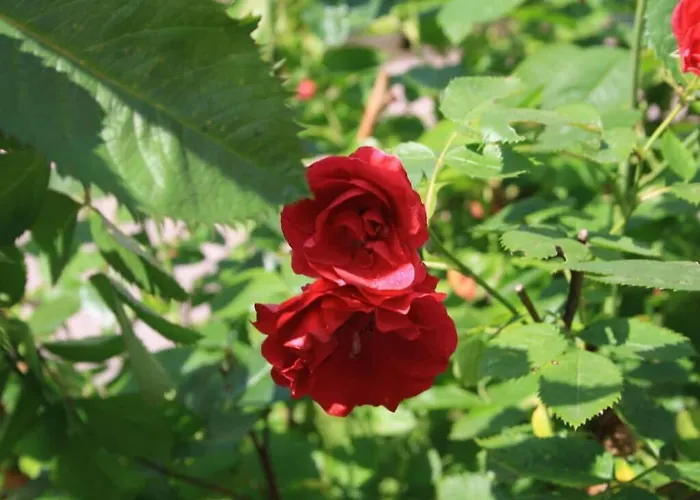 Antonia Comfortable Σπίτι διακοπών *